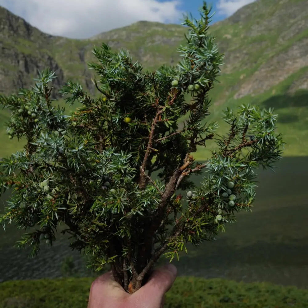 Hand hält frischen Wacholderstrauß vor alpiner Berglandschaft in der Schweiz – nachhaltige Wildkräuter-Küche mit Woodcuisine.