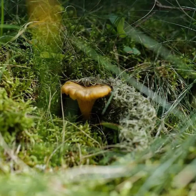 Pfifferling wächst im dichten Moos der Schweizer Berge – nachhaltige Wildpilz-Küche mit Woodcuisine und Naturerlebnis.