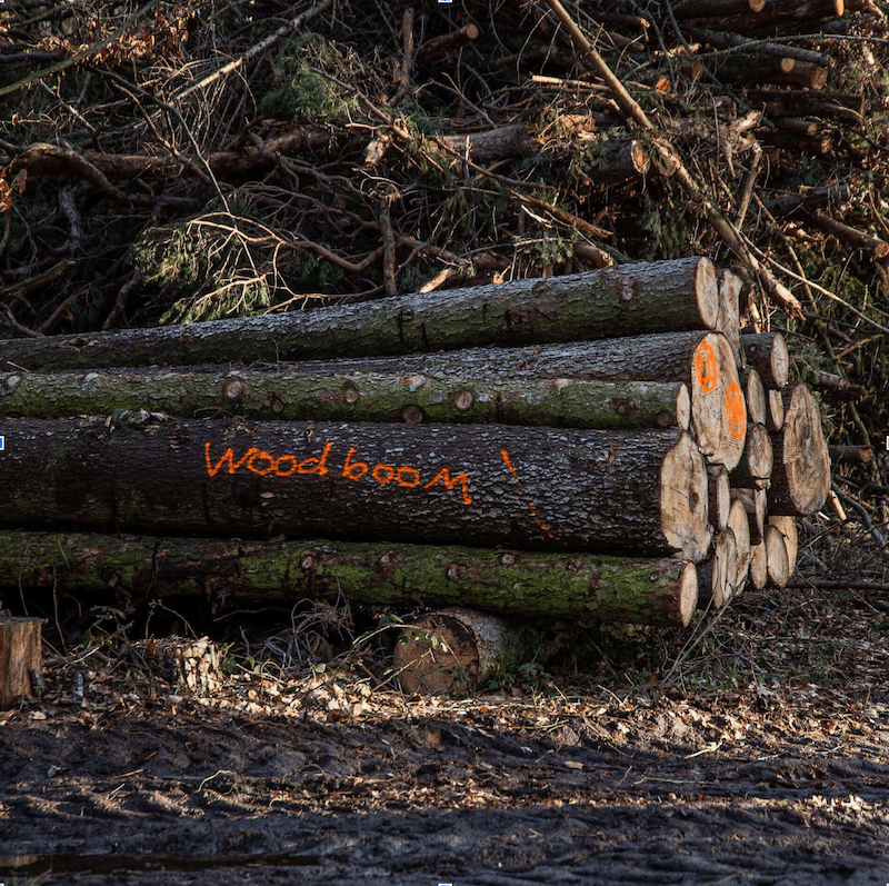 Gestapelte Baumstämme mit woodboom-Markierung – nachhaltige Holzernte für Massivholztische & Betten.“