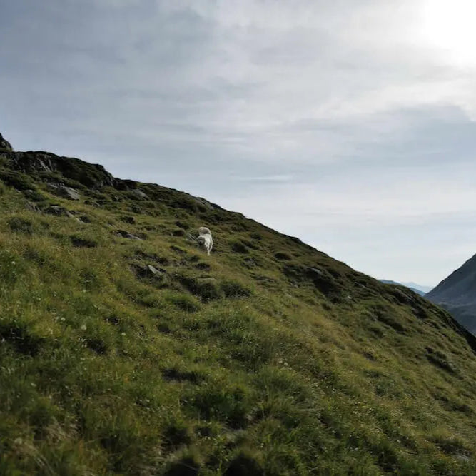 Weißer Hütenhund auf grüner Almwiese in den Schweizer Bergen – nachhaltige Naturerlebnisse mit Woodcuisine.
