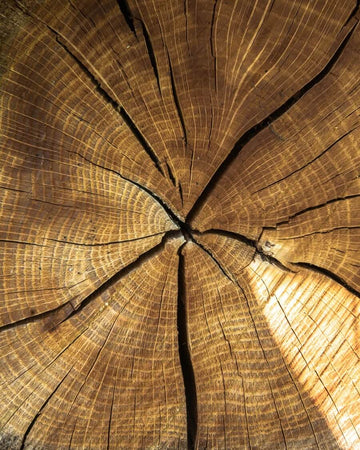 Wildeiche - Informationen über das astreiche Holz
