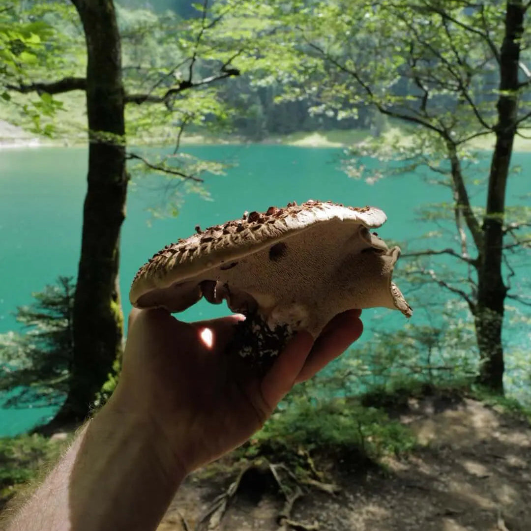 Habichtpilz in der Hand