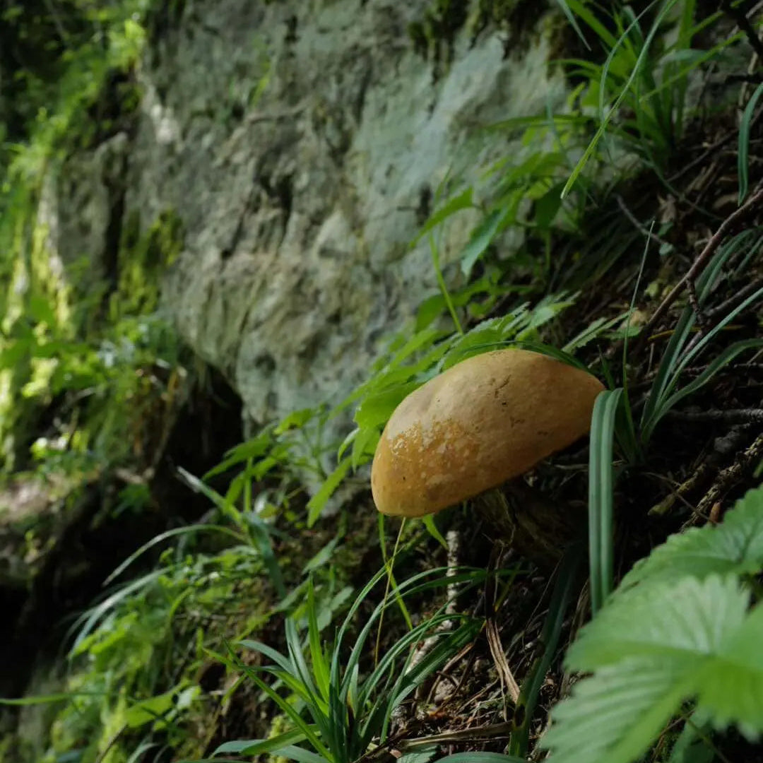 Pilz in der Natur auf einer Wiese mit Steinen im Hintergrund