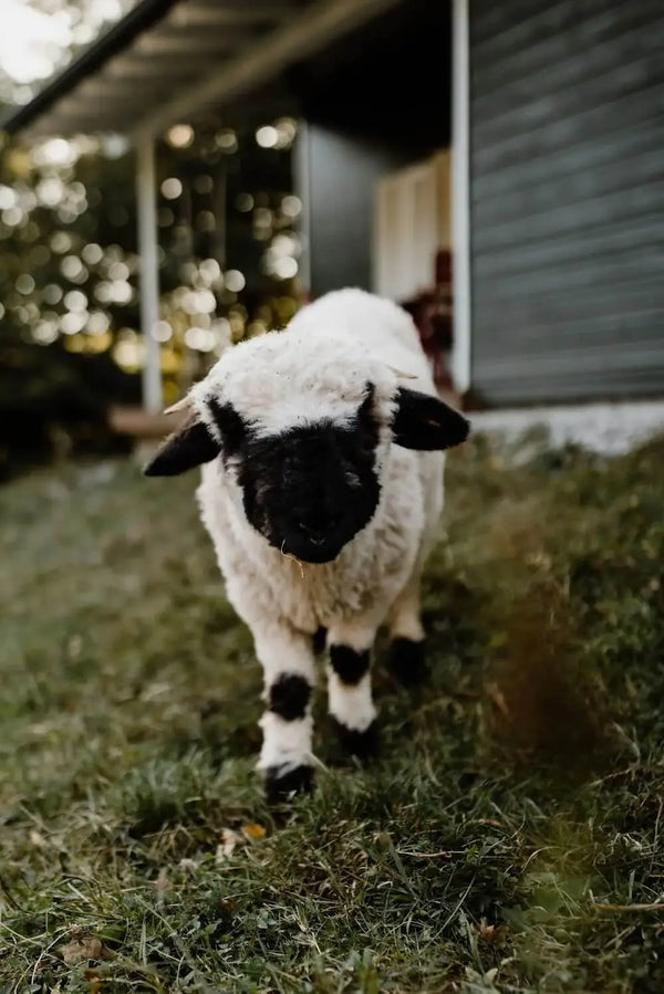 Woodcuisine bei Harzverbunden – Valais Blacknose Schaf vor Ferienhaus in idyllischer Natur.“